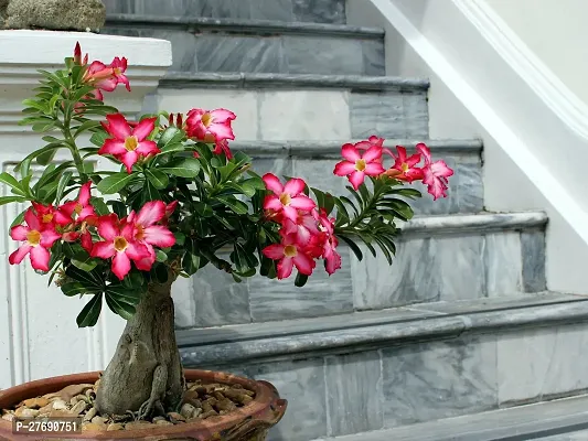 Zomoloco Air Layered Adenium Desert Roses Red Col-thumb0