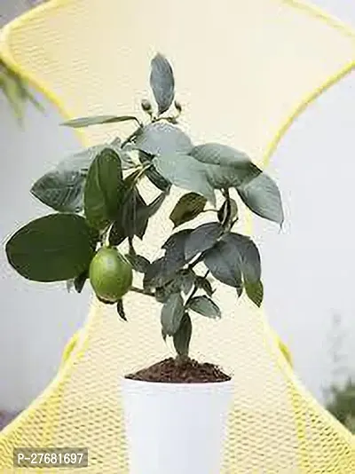 Zomoloco Lnn111 Lemon Plant-thumb0