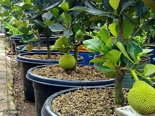 Zomoloco Jackfruit Plant Jackfruit Plant