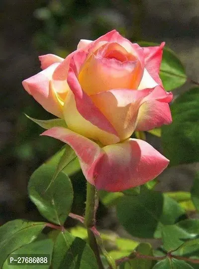 Zomoloco Rll01 Rose Plant-thumb0
