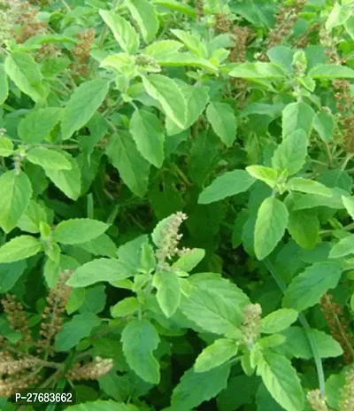 Zomoloco Holy Basil Plant T0012 Tulsi Plant-thumb0