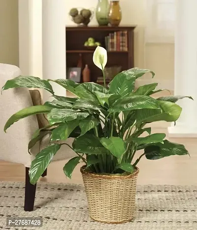 Zomoloco Peace Lily Or Spathiphyllum Live Plant Wh