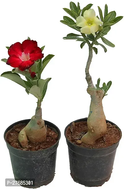 Zomoloco Redyellow Adenium Plant Adenium Plant-thumb0