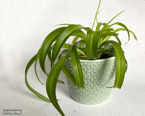 Zomoloco Spider Plant A40 Spider Plant-thumb0