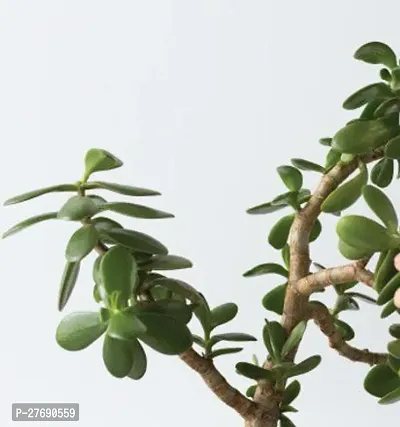 Zomoloco Jade Live Plant For Indoor Decoration C