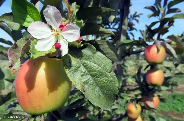 Zomoloco Apple Sunehari Hybrid Grafted Live Plant