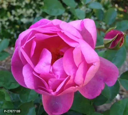 Zomoloco Royal Jubilee Pink Rose Beautiful Live Pl