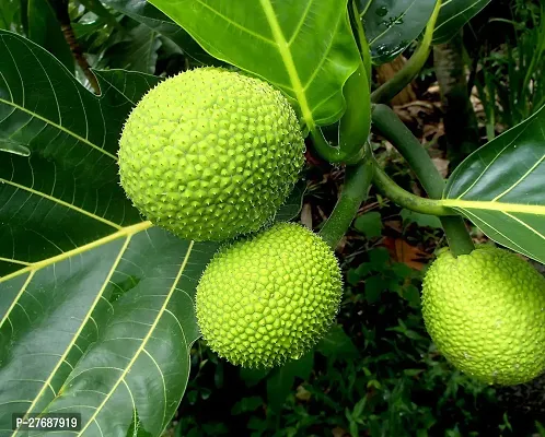 Zomoloco Live Breadfruit Plant Rare Dwarf Exotic A