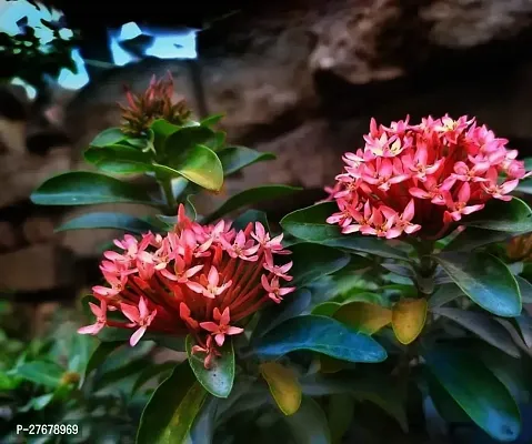 Zomoloco Trothic Ixora Chethi Red Plant Live Flowe-thumb0