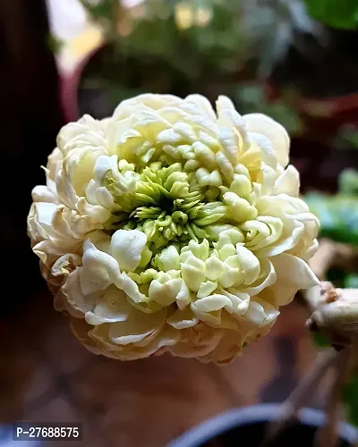 Zomoloco Arabian Jasmine Double Petal Live Flower-thumb0