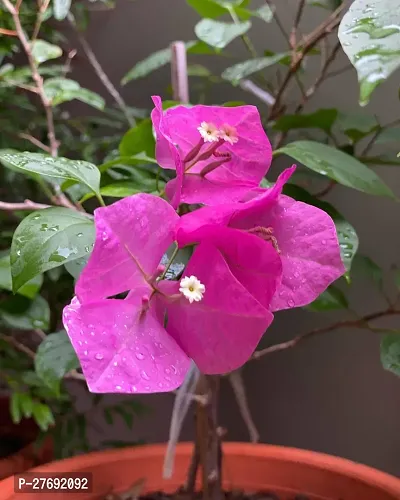 Zomoloco Bougainvillea Plant Cf00039 Baugainvill-thumb0