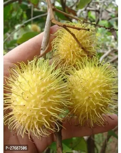 Zomoloco Rare Yellow Rambutan Hybrid Exotic Fruit