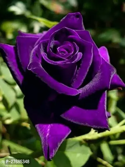 Zomoloco Blue Rose Plant Cf8002011 Rose Plant-thumb0