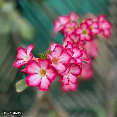 Zomoloco Air Layered Adenium Plant Live Plant Cf1-thumb0