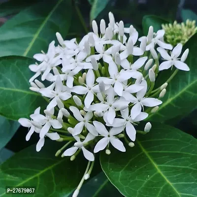 Zomoloco Trothic Ixora Chethi White Plant Live Flo-thumb0