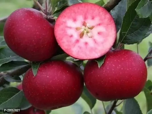 Zomoloco Apple Plant Red Apple Plant-thumb2