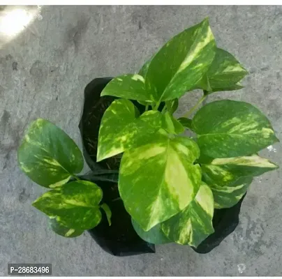 Zomoloco Money Plant ma011-thumb0