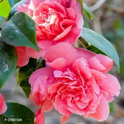 Zomoloco Pink Camellia Healthy Flower Plant For Ho-thumb0