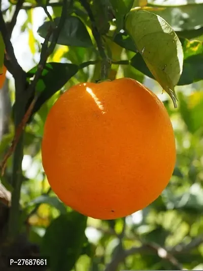 Zomoloco Tasty Sweet Orange Plant Santara Santr-thumb0