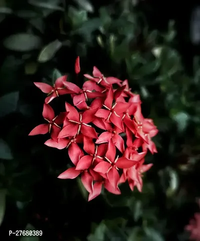 Zomoloco Trothic Ixora Chethi Red Plant Live Flowe