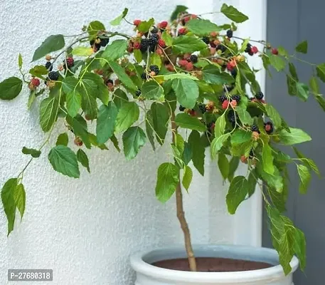 Zomoloco Rare Thai Mulberry Live Plant Shahtootmu-thumb0