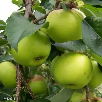 Zomoloco Geen Apple Granny Smith Hybrid Grafted Li