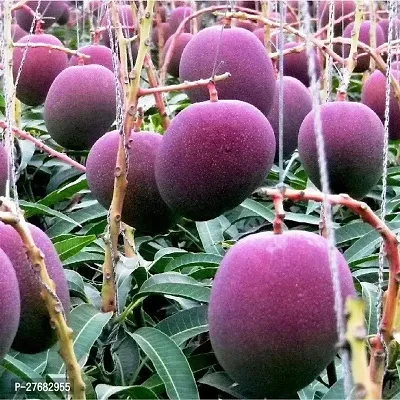 Zomoloco Live Thailand Mango Plant Grafted Mango P-thumb0