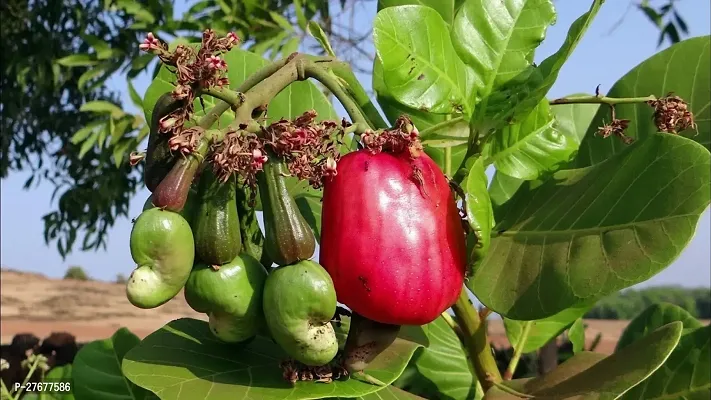 Zomoloco Cashewnuthybrid Plant0180 Cashew Apple P-thumb0