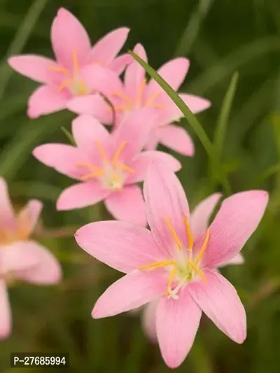 Zomoloco Pink Rainlily Plant Lily Plant-thumb0