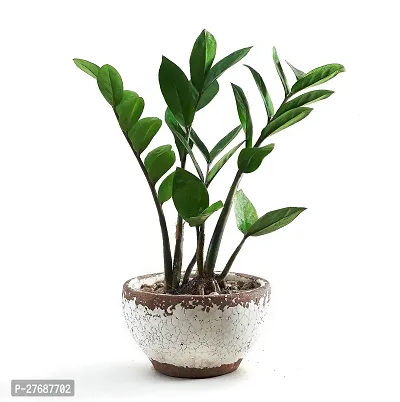 Zomoloco Live Air Purifying Indoor Zz Zamioculcas