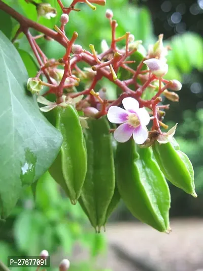 Zomoloco Starfruit Plant Star Fruit Carambola Graf-thumb0