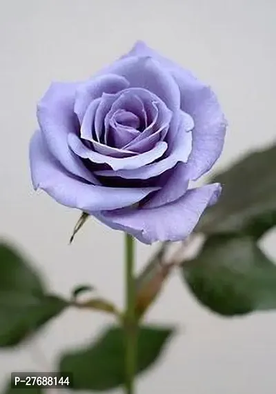 Zomoloco Rare Grafted Cyan Rose Gulab Flower Li-thumb0