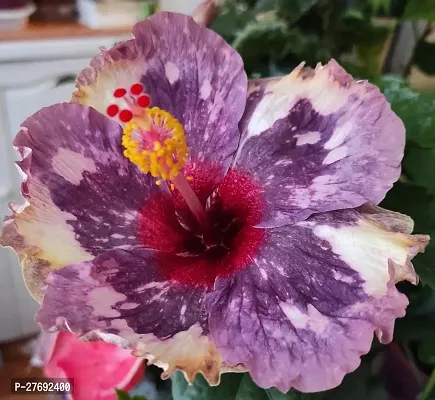 Zomoloco Hibiscus Hybrid Live Flower Plant Cf4242-thumb0