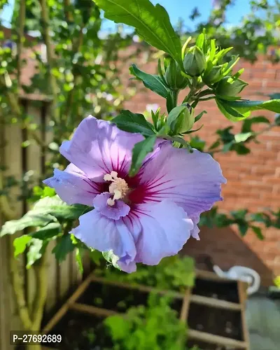 Zomoloco Hibiscus Blue Live Flower Plant Cf42411-thumb0