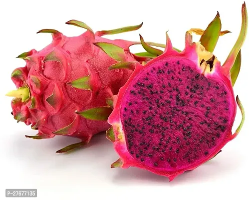 Zomoloco Live Dragon Fruit Plant Jumbo Pink Drago