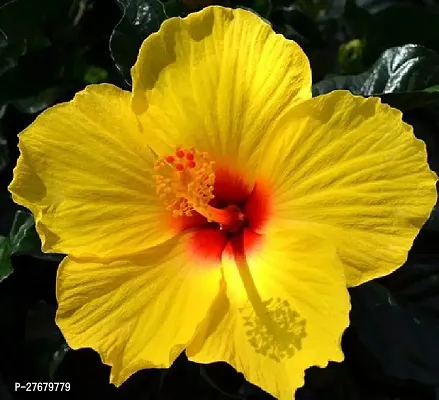 Zomoloco Hibiscus Joba Yellow In Colour Live Plan