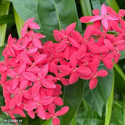 Zomoloco Trothic Ixora Chethi Red Plant Live Flowe-thumb0