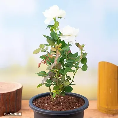 Zomoloco Rose White Plant Rose Plant-thumb0