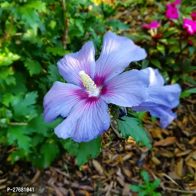 Zomoloco Hibiscus Blue Live Flower Plant Disha90-thumb0