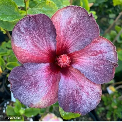 Zomoloco Hibiscus Hybrid Live Flower Plant Cf3300