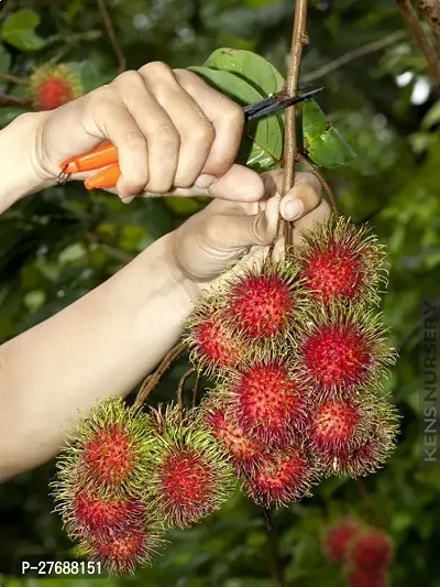 Zomoloco Rare Red Rambutan Hybrid Exotic Fruit See