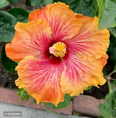 Zomoloco Hibiscus Hybrid Live Flower Plant Cf3300-thumb0