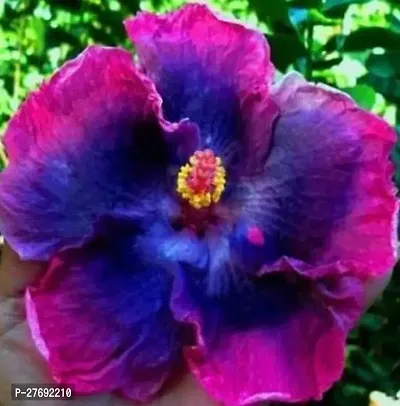 Zomoloco Hybrid Hibiscus Flower Live Plantcf390-thumb0