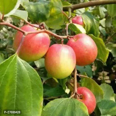 Zomoloco Kashmiri Red Apple Ber Plant Cf055 Ber-thumb0