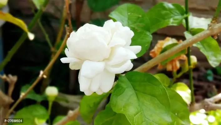 Zomoloco Arabian Jasmine Double Petal Live Flower