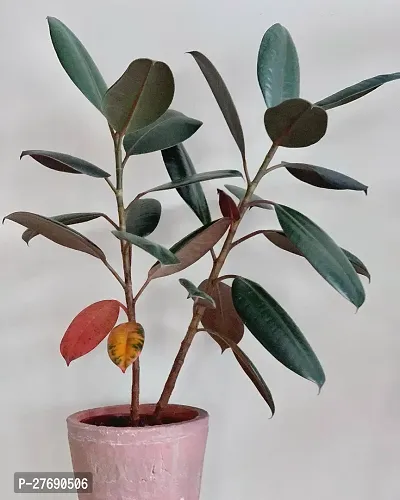 Zomoloco Live Rubber Plant For Indoor Home Decorat