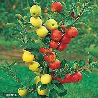 Zomoloco Apple Sunehari Hybrid Grafted Live Plant-thumb0