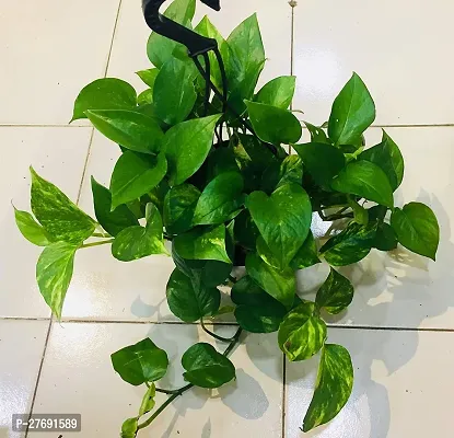 Zomoloco Money Plant Indoor Plant With Air Purifyi