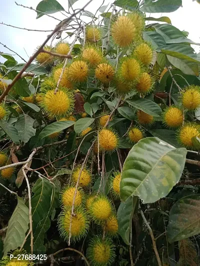 Zomoloco Rare Yellow Rambutan Hybrid Exotic Fruit