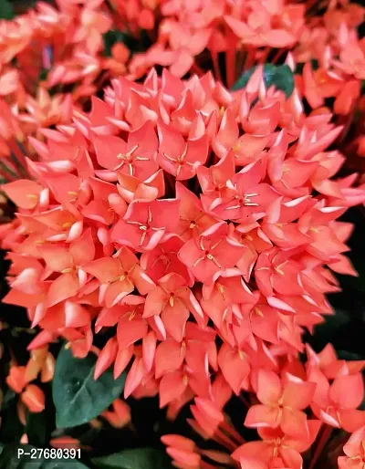 Zomoloco Trothic Ixora Chethi Red Plant Live Flowe-thumb0